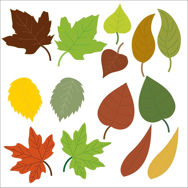 leaf-163609_640.jpg.b6d8529f416ac81c23093c1abf3fc5bc.jpg