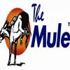 Mule